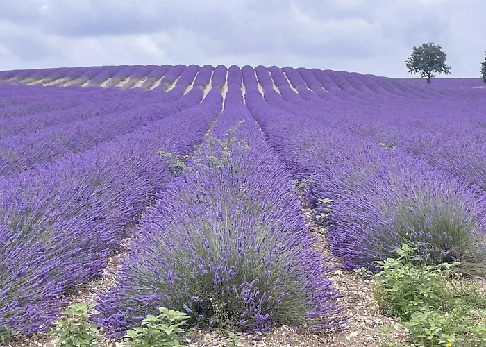 Stone Manor House In Quercy * Belveze